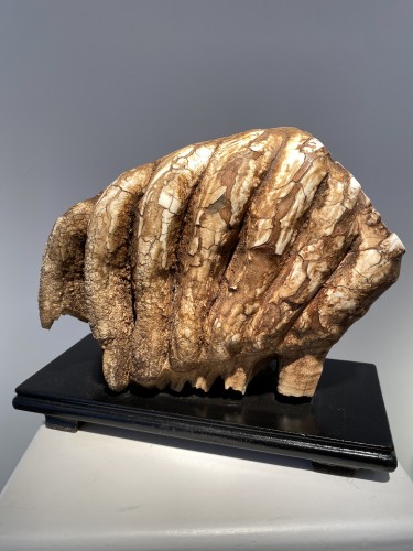 Molaire de mammouth fossilisée XXL (Pléistocène) - 