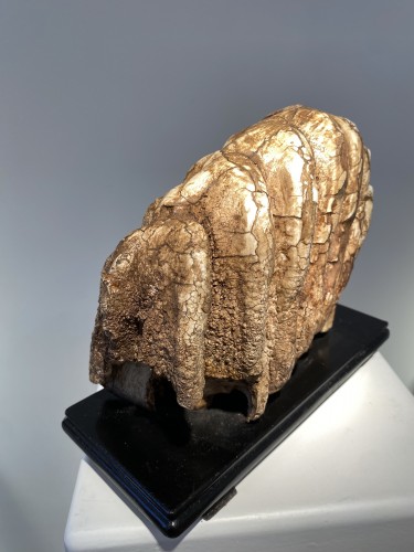  - Molaire de mammouth fossilisée XXL (Pléistocène)