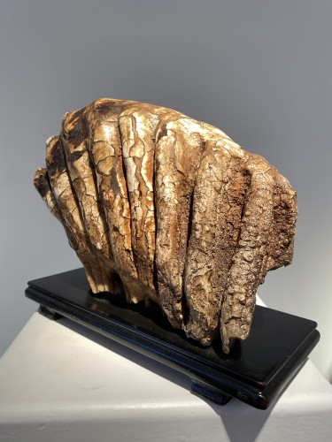 Antiquités - Molaire de mammouth fossilisée XXL (Pléistocène)