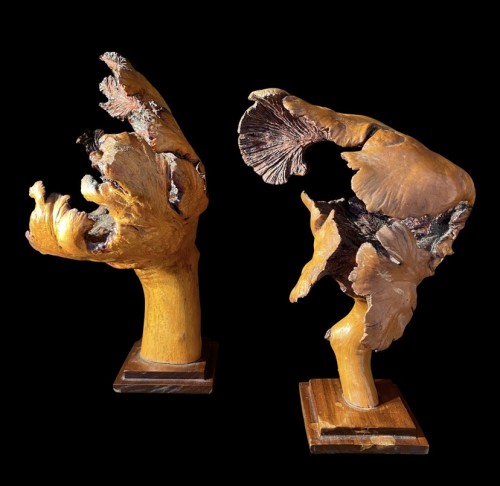 Deux formations en bois de loupe - Objets de Curiosité Style 