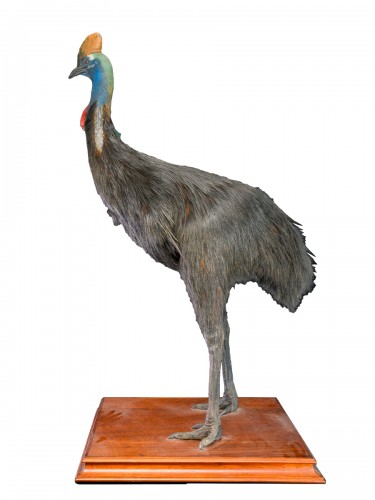 Rare taxidermie d'un casoar (casuarius) du sud adulte 