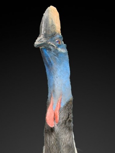 Rare taxidermy of an adult Southern Cassowary-Casuarius casuarius. - Curiosities Style 