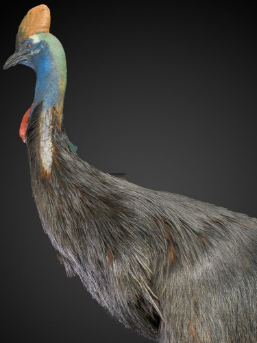 Curiosities  - Rare taxidermy of an adult Southern Cassowary-Casuarius casuarius.