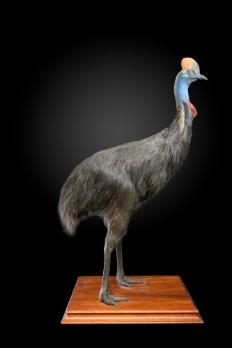 Rare taxidermy of an adult Southern Cassowary-Casuarius casuarius. - 