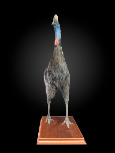 XXe siècle - Rare taxidermie d'un casoar (casuarius) du sud adulte 