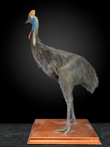 Rare taxidermy of an adult Southern Cassowary-Casuarius casuarius. - 