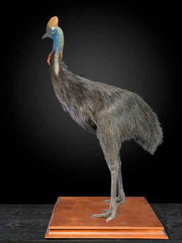  - Rare taxidermie d'un casoar (casuarius) du sud adulte 