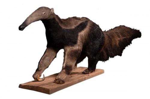 1981 Giant Anteater (Myrmecophaga tridactyla) mounted by Mr.Monin taxidermi