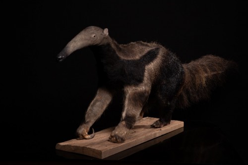 1981 Giant Anteater (Myrmecophaga tridactyla) mounted by Mr.Monin taxidermi - Curiosities Style 