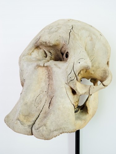African Elephant (Loxodonta africana) Skull - Curiosities Style 