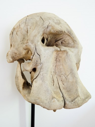 Curiosities  - African Elephant (Loxodonta africana) Skull