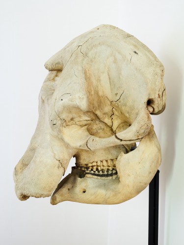 African Elephant (Loxodonta africana) Skull - 