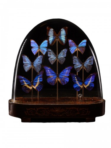 Dôme Victorien aux papillons, XIXe siècle