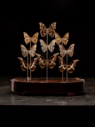 Dôme Victorien aux papillons, XIXe siècle - Objets de Curiosité Style 