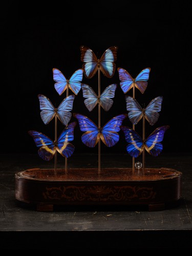 Objets de Curiosité  - Dôme Victorien aux papillons, XIXe siècle