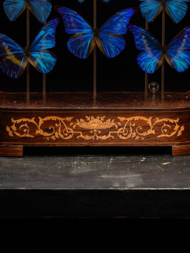 Dôme Victorien aux papillons, XIXe siècle - Spectandum