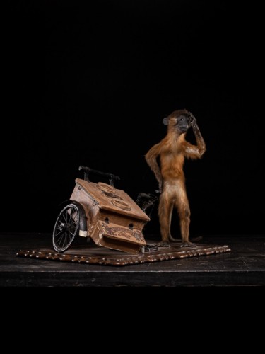 Objets de Curiosité  - Un mangabey à ventre doré naturalisé avec un tricycle à glaces en panne