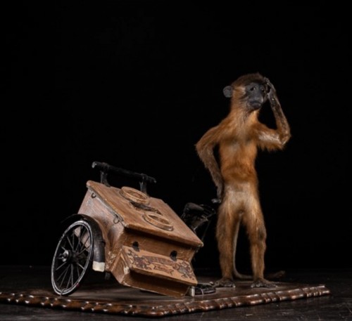 20th century - Golden-bellied Mangabey Monkey mounted with a broken down ice cream trike.