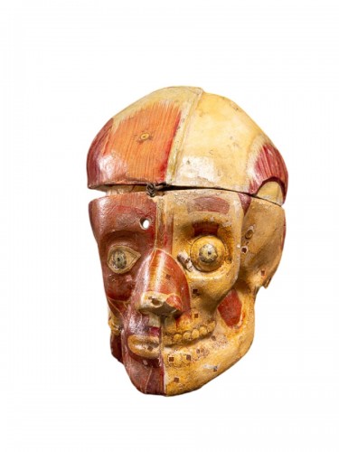 Anatomical cut of a human skull composed in natural painted papier-maché