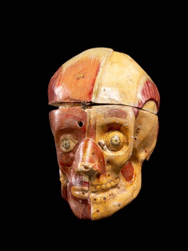 Coupe anatomique d’un crâne humain réalisée en papier mâché - 