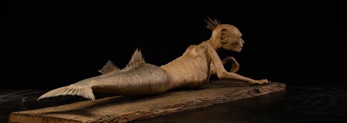 Sirène Fidji, fraîchement capturée à Atlantis - Spectandum