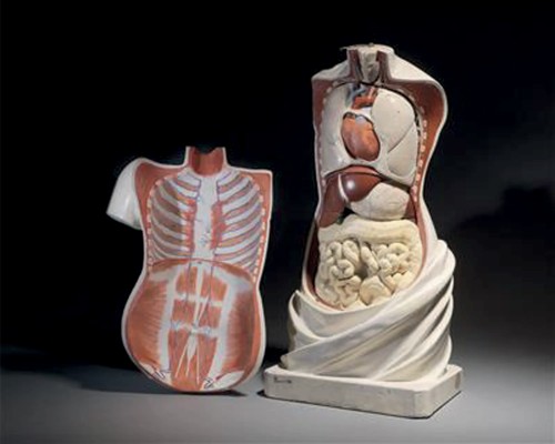 Objets de Curiosité  - Modèle anatomique didactique de torse à organes amovibles, XIXe siècle