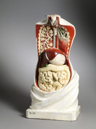 19th C Anatomical Didactic Model of a Torso with Removable Organs - 
