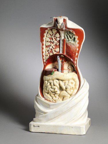19th century - 19th C Anatomical Didactic Model of a Torso with Removable Organs