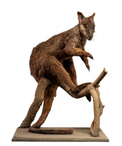 Wallaby naturalisé ancien – Spécimen d’histoire naturelle australien