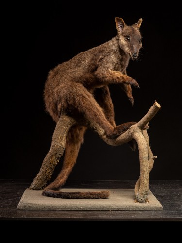 Wallaby naturalisé ancien – Spécimen d’histoire naturelle australien - Objets de Curiosité Style 