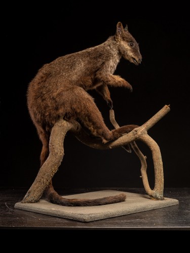 Objets de Curiosité  - Wallaby naturalisé ancien – Spécimen d’histoire naturelle australien