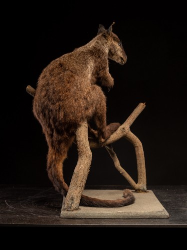 Wallaby naturalisé ancien – Spécimen d’histoire naturelle australien - Spectandum