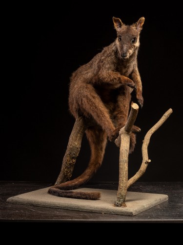 XXe siècle - Wallaby naturalisé ancien – Spécimen d’histoire naturelle australien
