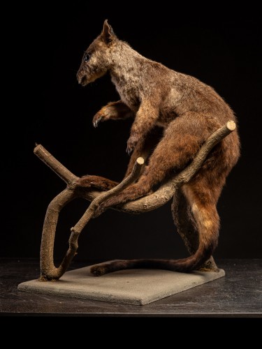 Wallaby naturalisé ancien – Spécimen d’histoire naturelle australien - 