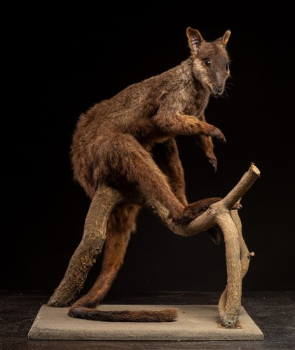 Antiquités - Wallaby naturalisé ancien – Spécimen d’histoire naturelle australien