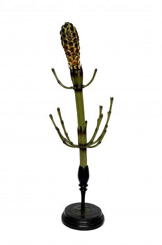 Objets de Curiosité  - Modèle botanique Equissetum limosum L. (prêle). Robert Brendel, Breslau vers 1880
