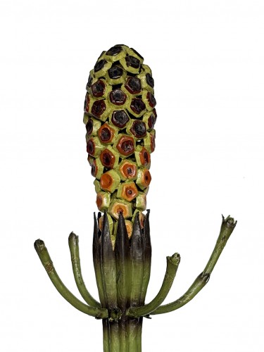  - Modèle botanique Equissetum limosum L. (prêle). Robert Brendel, Breslau vers 1880