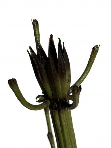 Antiquités - Modèle botanique Equissetum limosum L. (prêle). Robert Brendel, Breslau vers 1880