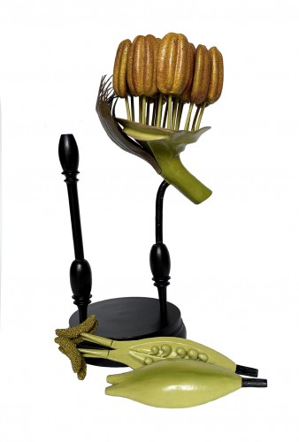  - Botanical model Populus nigra. L.  R. Brendel  Berlin, late 19th/early 20th