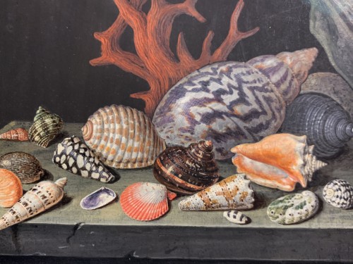 Paintings & Drawings  - A shell and coral still-life - Elisabeth Christina Matthes (1749-1808)