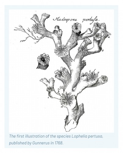 Lophelia pertusa - Objets de Curiosité Style Napoléon III