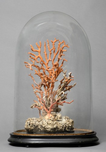 Corallium Rubrum - Curiosities Style Louis-Philippe