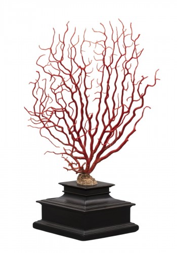 Un grand spécimen de corail rouge