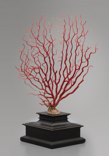 A large specimen of red coral - Curiosities Style Napoléon III