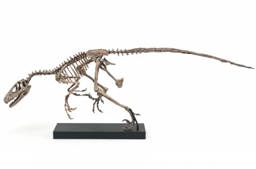 Moulage d'un authentique Deinonychus