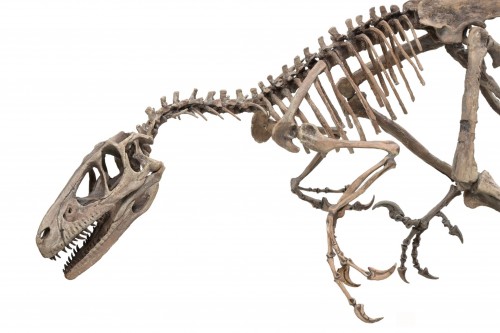 Moulage d'un authentique Deinonychus - Objets de Curiosité Style Années 50-60