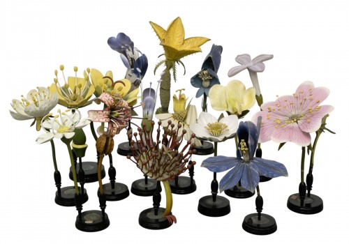 Collection des modèles de fleurs, par Robert Brendel