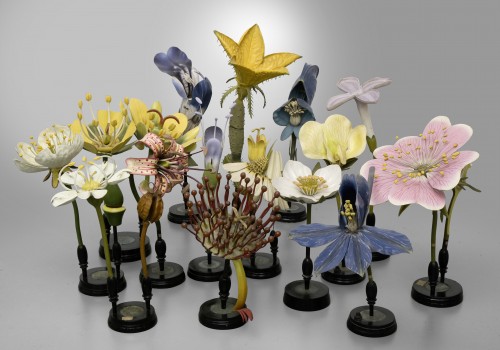 Objets de Curiosité  - Collection des modèles de fleurs, par Robert Brendel