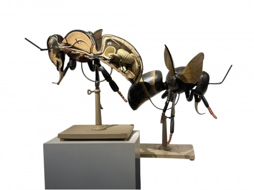 Une rare paire de modèles anatomiques d'abeille mellifère européenne