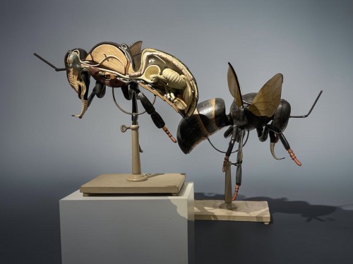 Objets de Curiosité  - Une rare paire de modèles anatomiques d'abeille mellifère européenne